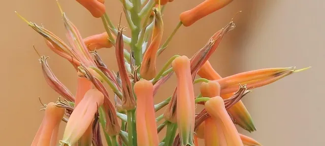 Aloe Vera Benefits