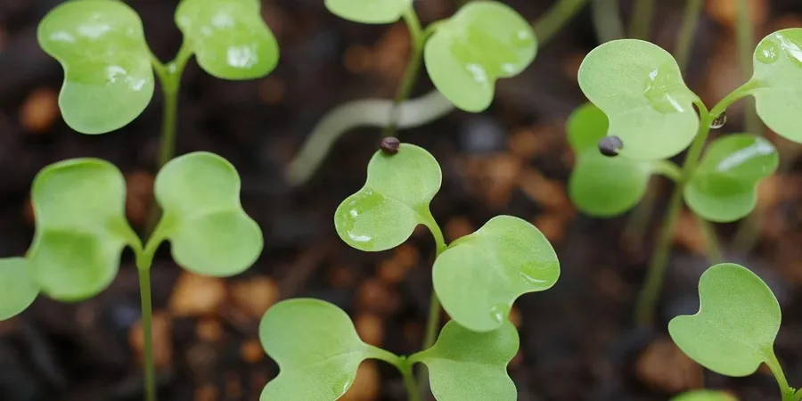 fenugreek-seeds