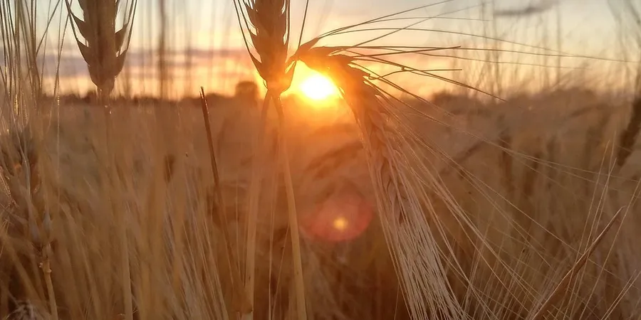 benefits of sprouted grains