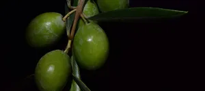 olive-oil