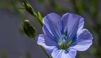 flax-seeds