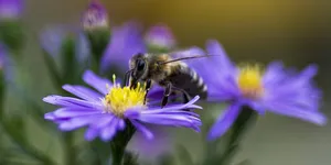 Honey for hair fall