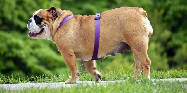 Walking to lose belly fat